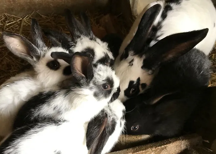 La Bruyere Aux Lamas
