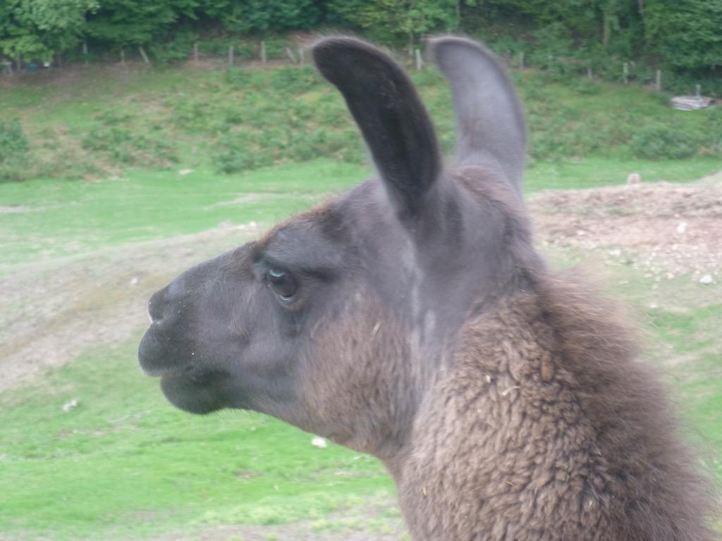 La Bruyere Aux Lamas * Saint-Andre-d'Apchon